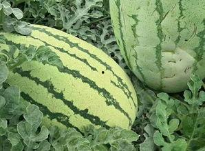 吃沙瓜的视频大全图片高清,高清视频大全，尽享视觉盛宴