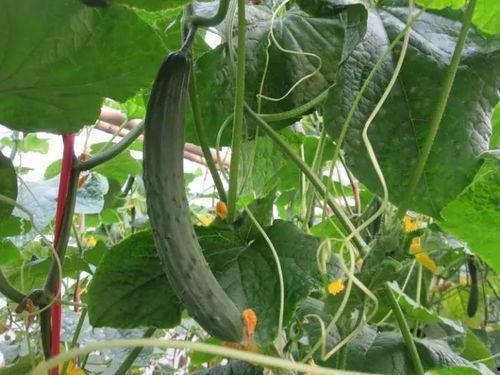 桂哥吃瓜视频,揭秘娱乐圈幕后真相，带你领略明星们的真实生活