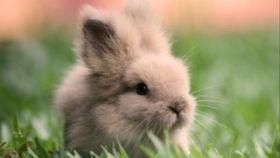 兔子们吃瓜的视频,欢乐瞬间尽收眼底