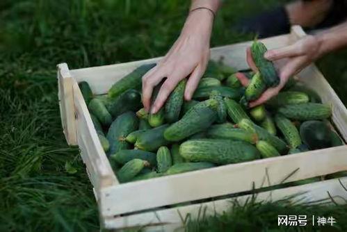 乡下吃瓜真实图文大全视频,揭秘乡村吃瓜文化图文视频大赏