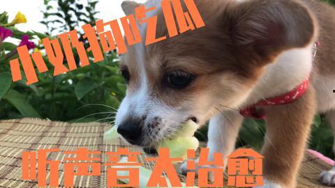 狗狗吃瓜的歌曲大全视频,萌宠音乐盛宴