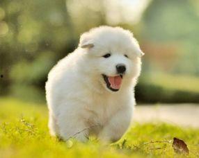 萨摩耶可以吃吊瓜吗视频,美味还是禁忌？