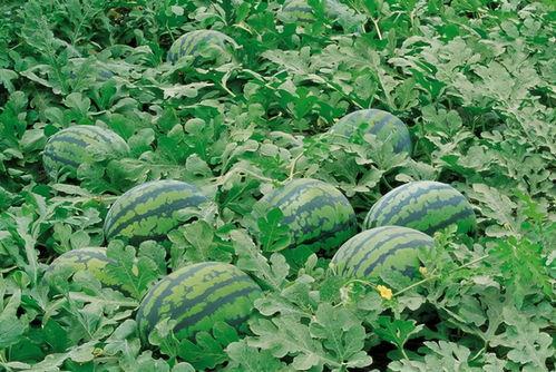 粤西人吃瓜视频,一场别开生面的吃瓜盛宴