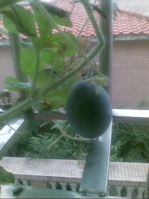 佛山阳台吃瓜事件视频,邻里纠纷一幕引发网友热议