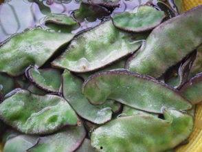 马泡瓜可以腌着吃吗视频,家常美味新尝试